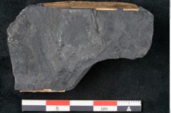 Foto (Detailansicht) von Annularia minuta Brongniart (NHMW-GEO-2024-0188-11013)